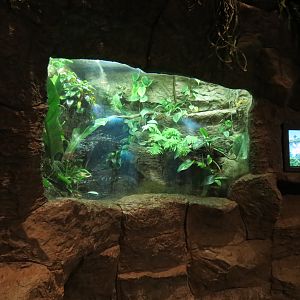 Orinoco Rainforest - Poison Dart Frogs Exhibit