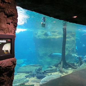 Orinoco Rainforest - River Exhibit