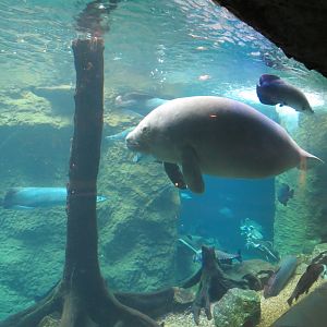 Orinoco Rainforest - River Exhibit - Antillean Manatee