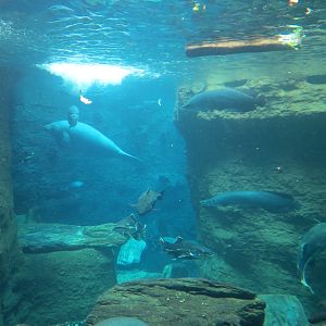 Orinoco Rainforest - River Exhibit