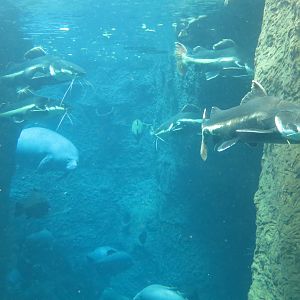 Orinoco Rainforest - River Exhibit
