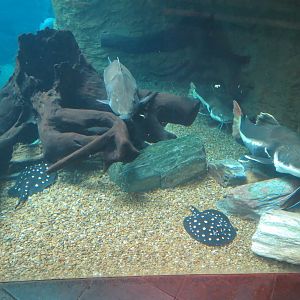 Orinoco Rainforest - River Exhibit