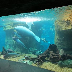 Orinoco Rainforest - River Exhibit