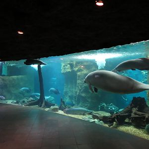Orinoco Rainforest - River Exhibit