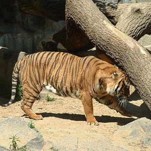 Tiger (sub) species?