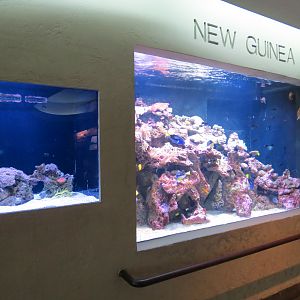 Aquarium - New Guinea Exhibits