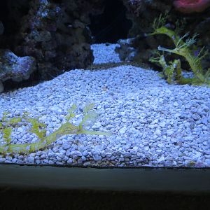 Aquarium - New Guinea Exhibit - Ribbon Seadragon