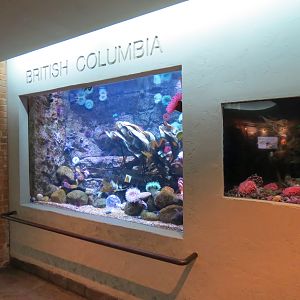 Aquarium - British Columbia Exhibits