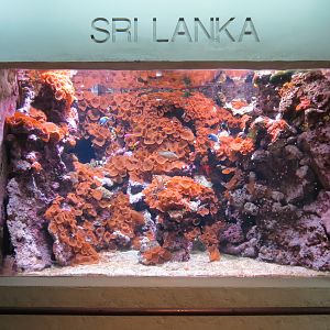 Aquarium - Sri Lanka Exhibit