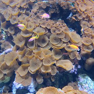 Aquarium - Sri Lanka Exhibit - Button Polyps