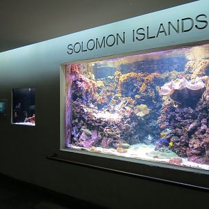 Aquarium - Solomon Islands Exhibit