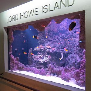 Aquarium - Lord Howe Island Exhibit