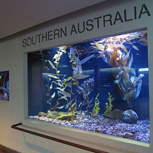 Aquarium - Southern Australia Exhibits
