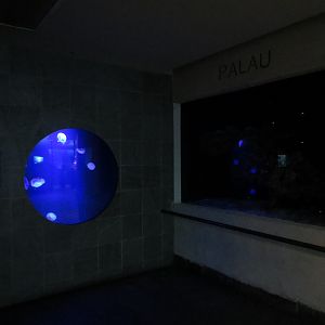 Aquarium - Palau Exhibits