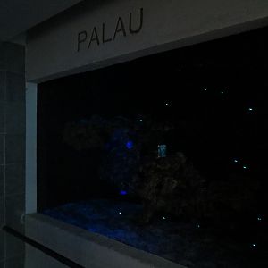 Aquarium - Palau Exhibit