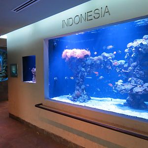 Aquarium - Indonesia Exhibits