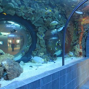 Aquarium - Continental Shelf Exhibit