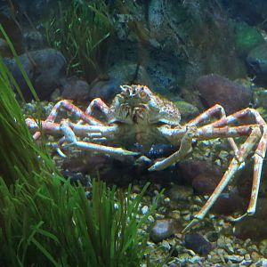 Aquarium - Denizens of the Deep Exhibit - Japanese Spider Crab