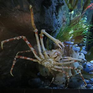 Aquarium - Denizens of the Deep Exhibit - Japanese Spider Crab