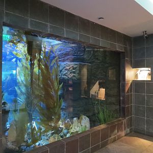 Aquarium - Denizens of the Deep Exhibit