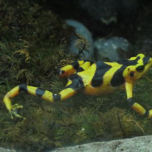 Mundo Maya - Panamanian Golden Frog Exhibit