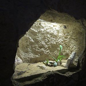 Mundo Maya - Bark Scorpion Exhibit