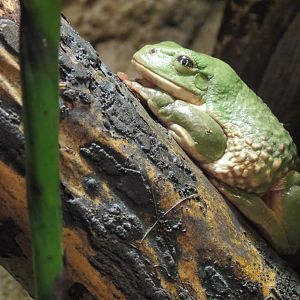 Mundo Maya - Mexican Leaf Frog