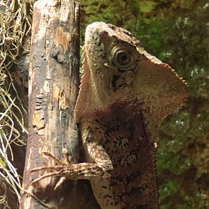 Mundo Maya - Helmeted Basilisk