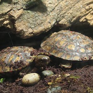 Mundo Maya - Unsigned Exhibit