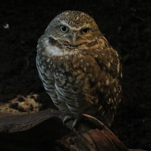 Mundo Maya - Los Petenes Exhibit - Burrowing Owl