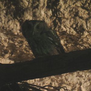 Mundo Maya - Eastern Screech Owl