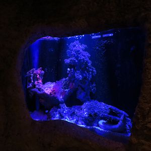 Mundo Maya - Moray Eel Exhibit