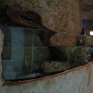Mundo Maya - Axolotl Exhibit