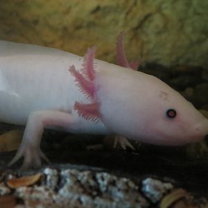Mundo Maya - Axolotl Exhibit