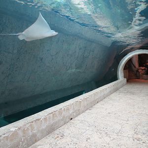 Mundo Maya - Cenote Exhibit - Spotted Eagle Ray
