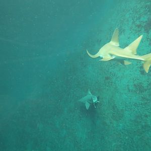 Mundo Maya - Cenote Exhibit