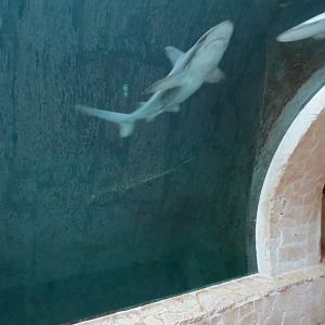 Mundo Maya - Cenote Exhibit