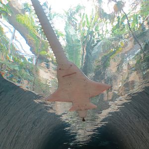 Mundo Maya - Cenote Exhibit - Freshwater Sawfish
