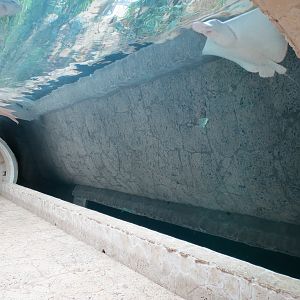 Mundo Maya - Cenote Exhibit - Spotted Eagle Ray