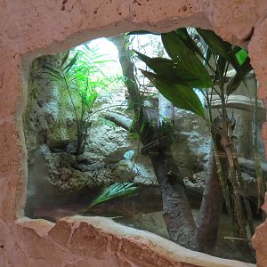 Mundo Maya - Marine Toad Exhibit