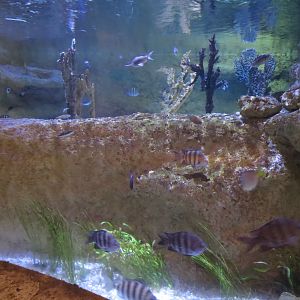 Mundo Maya - Conch Exhibit