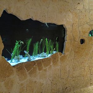 Mundo Maya - Lined Seahorse and Others Exhibit