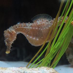 Mundo Maya - Lined Seahorse