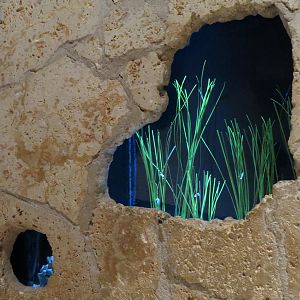 Mundo Maya - Dwarf Seahorse Exhibit