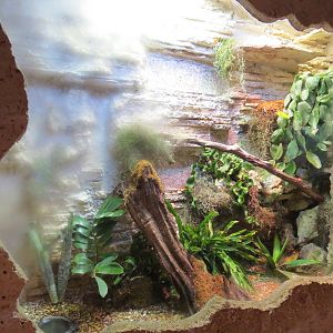 Mundo Maya - Conehead Lizard and Blue Spiny Lizard Exhibit