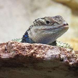 Mundo Maya - Blue Spiny Lizard