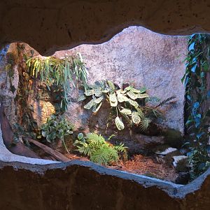 Mundo Maya - Fer-de-lance Exhibit