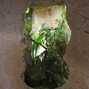 Mundo Maya - Eyelash Viper Exhibit