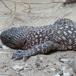 Mundo Maya - Beaded Lizard