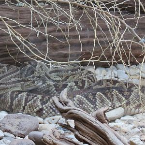 Mundo Maya - Middle-American Rattlesnake